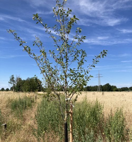 2022-07-28 Pflaumenbaum Früchte