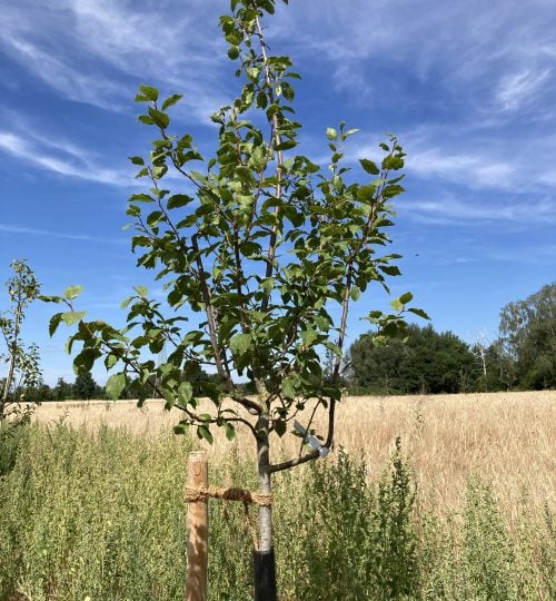 2022-07-28 erfolgreicher Pflaumenbaum