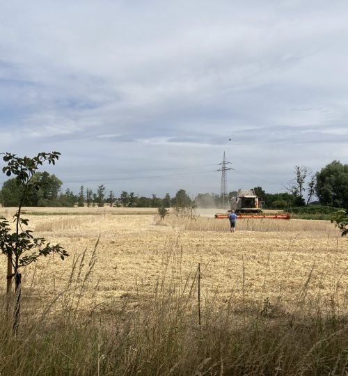 2022-07-29 Mähdrescher in Zwischenreihen