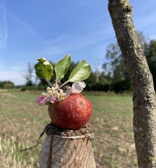 2022-09-04 Apfel mit Blüte