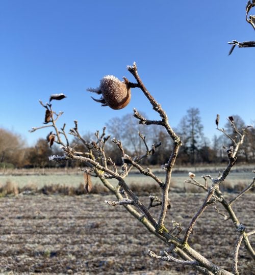 2022-12-14 Mispel_hängen geblieben für Vögel