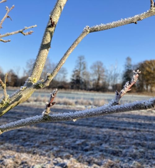 2022-12-14 Triebe fürs nächste Jahr