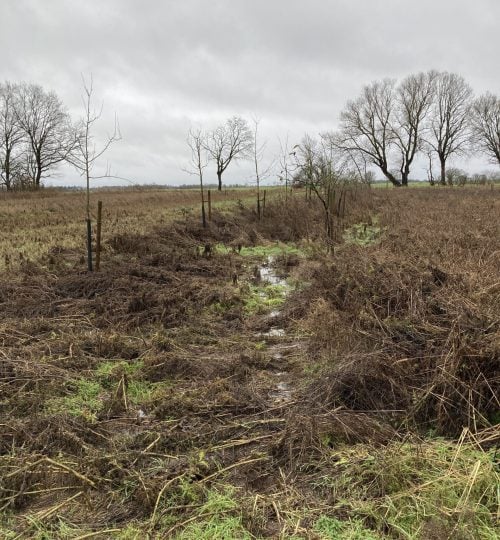 Mühlenbach dringt tief in Pflanzreihe ein