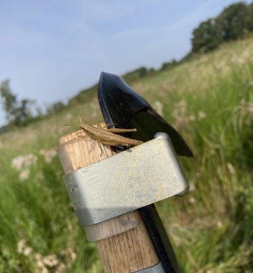 Begegnung mit einem Heuhüpfer