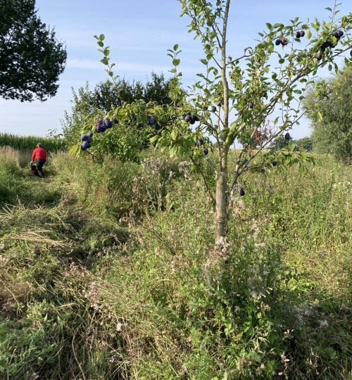 Unser Balkenmäher im Einsatz