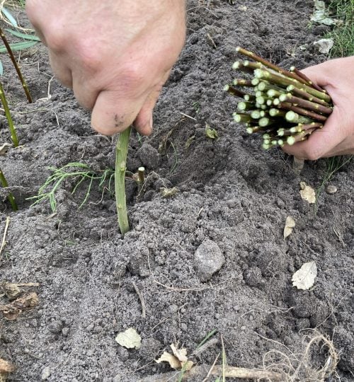 Stecklinge aus den eigenen Gärten wurden in den Boden gelassen
