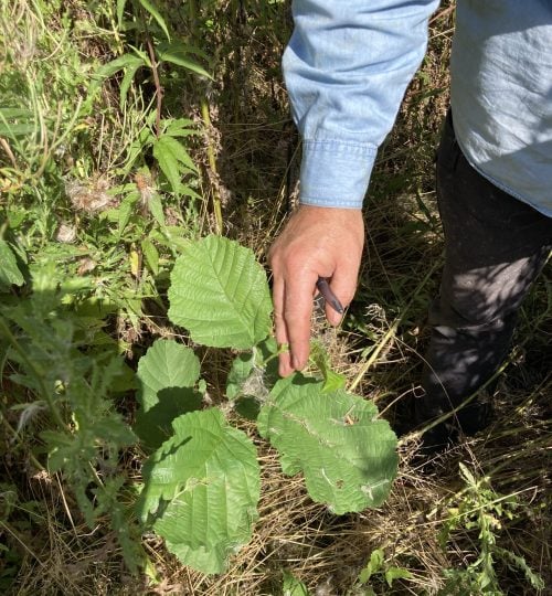 Mittendrin der spontane Aufwuchs einer Schwarzerle